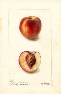 Brzoskwinie (Prunus persica: Hiley) (akwarela)
