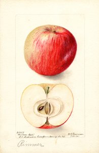 Jabłka Rimmer (Malus domestica) (akwarela)