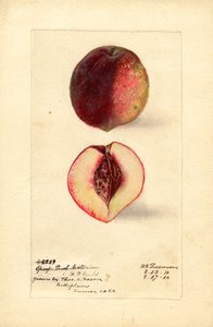 Sportowa nektarynka brzoskwiniowa (Prunus persica) (akwarela)
