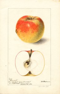 Jabłka Tecumseh (Malus domestica) (akwarela)