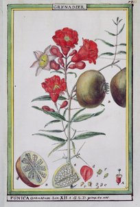 Drzewo granatu z Florindie ou Historie physico-economique des vegetaux de la Torride, 1789 autorstwa Delahaye