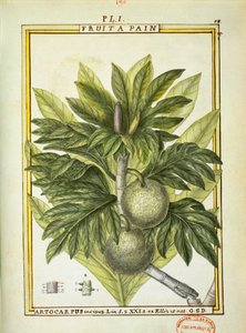 Chlebowiec (Artocarpus altilis), akwarela Delahaye