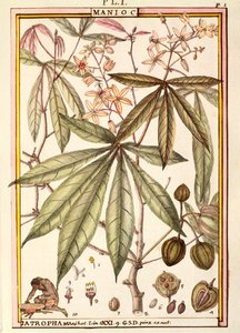 Maniok (Jatropha manihot), Delahaye, akwarela
