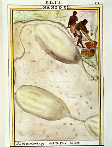 Maniok lub maniok (Manihot esculenta), akwarela Delahaye