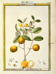 Chrysomelis Armadilla, akwarela Delahaye autorstwa Delahaye Delahaye
