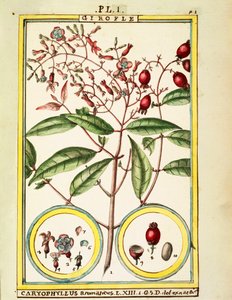 Goździk (Caryophyllus Aromaticus), akwarela Delahaye