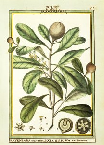 Cryptocarya Aromatica, akwarela Delahaye autorstwa Delahaye Delahaye