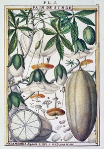 Owoce i kwiaty drzewa baobabu (Adansonia digitata) po Delahaye, z Florindie lub Historie fizyczno-ekonomiczne des Vegetaux de la Torride