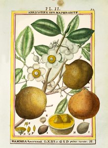 Jabłko Mammee (Mammea americana), akwarela Delahaye