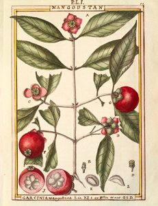 Mangostan (Garcinia mangostana), akwarela Delahaye