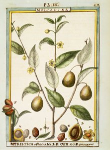 Gałka muszkatołowa (Myristica fragrans lub officinalis), akwarela Delahaye