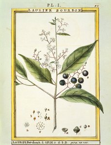 Red Bay Tree (Laurus borbonia lub Persea carolinensis), akwarela Delahaye autorstwa Delahaye Delahaye