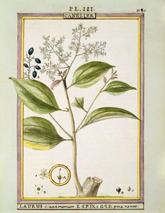True Cinnamon (Cinnamomum Verum), akwarela Delahaye