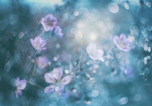 Kwiaty w marzycielskim bokeh autorstwa Delphine Devos