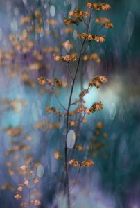 Marzycielskie botaniczne bokeh autorstwa Delphine Devos