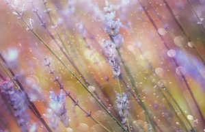 Marzycielski efekt bokeh w odcieniach lawendy autorstwa Delphine Devos