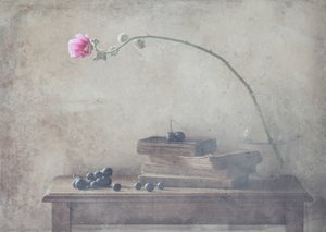 Vintage Books i Bloom autorstwa Delphine Devos