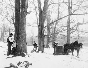 Zbieranie soków w obozie cukru klonowego Vermont autorstwa Detroit Publishing Co.