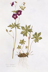 Dusky Cranesbill (wc na papierze) autorstwa Diana Everett