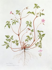 Herb Robert (wc na papierze) autorstwa Diana Everett