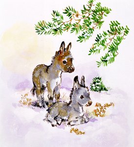 Osły