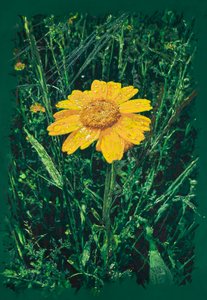 Żółta margerytka w pobliżu Caparra, 2025 (akryl i ołówek na tkaninie) autorstwa Diego Beyro