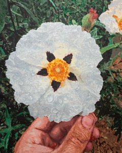 Moja ręka trzymająca różę skalną w pobliżu Aljucén, 2025 (akryl i ołówek na płótnie) autorstwa Diego Beyro