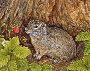 Eagle Creek, Wild Strawberry, Ground Squirrel, 1995 (akryl na panelu) autorstwa Ditz