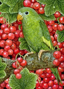 Czerwona porzeczka-Parakeet, 1995 (akryl na panelu) autorstwa Ditz
