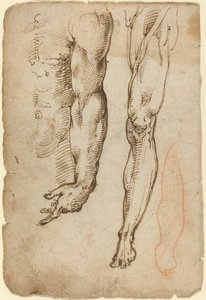 Studia anatomiczne autorstwa Domenico Beccafumi