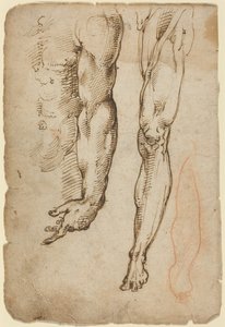 Badania anatomiczne autorstwa Domenico Beccafumi