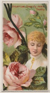 American Beauty Rose: Timidity, z serii Floral Beauties and Language of Flowers N..., 1892.