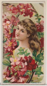 Azalia: Attraction, z serii Floral Beauties and Language of Flowers N75 dla Duke..., 1892. autorstwa Donaldson Brothers