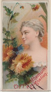 Chryzantema: Rezygnacja, z serii Kwiatowe piękności i język kwiatów N75..., 1892. autorstwa Donaldson Brothers