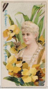 Gilly-flower: Unfading Beauty, z serii Floral Beauties and Language of Flowers N7..., 1892.