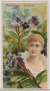 Heliotrop: Devotion, z serii Floral Beauties and Language of Flowers N75 dla Du..., 1892.