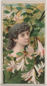 Wiciokrzew: Wierność, z serii Kwiatowe piękności i Język kwiatów N75 dla D..., 1892.