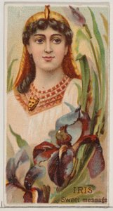 Iris: Sweet Message, z serii Floral Beauties and Language of Flowers N75 dla Duk..., 1892. autorstwa Donaldson Brothers