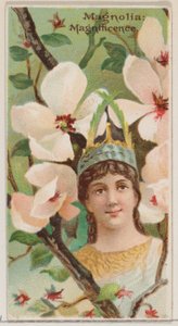 Magnolia: Magnificence, z serii Floral Beauties and Language of Flowers N75 za ..., 1892. autorstwa Donaldson Brothers