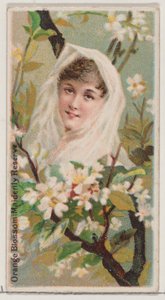 Kwiat pomarańczy: rezerwat panieński, z serii Kwiatowe piękności i język kwiatów ..., 1892.