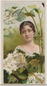 Snowball: Thoughts of Heaven, z serii Floral Beauties and Language of Flowers N75..., 1892. autorstwa Donaldson Brothers