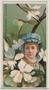White Violet: Candor, z serii Floral Beauties and Language of Flowers N75 dla Du..., 1892. autorstwa Donaldson Brothers