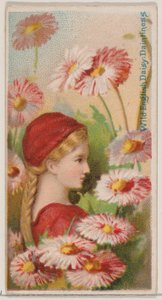 Wild English Daisy: Delikatność, z serii Floral Beauties and Language of Flowers N..., 1892.
