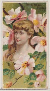 Wild Rose: Poetry, z serii Floral Beauties and Language of Flowers N75 for Duke ..., 1892.