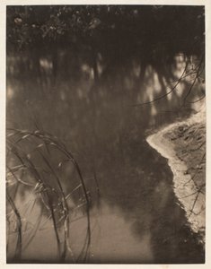 Studium drzew odbijających się w wodzie, ok. 1925-34 (odbitka platynowa)