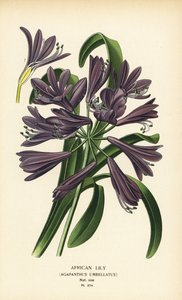 Lilia afrykańska, Agapanthus africanus (Agapanthus umbellatus). Chromolithograph z ilustracji Desire Bois z filmu Ulubione kwiaty ogrodu i szklarni Edwarda Stepa, Frederick Warne, Londyn autorstwa Désiré Georges Jean Marie Bois