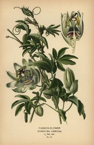 Passiflora caerulea niebieska. autorstwa Désiré Georges Jean Marie Bois
