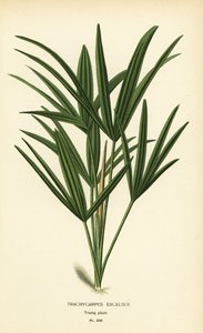 Rhapis excelsa (Trachycarpus excelsus). Chromolithograph z ilustracji Desire Bois z filmu Ulubione kwiaty ogrodu i szklarni Edwarda Stepa, Frederick Warne, Londyn
