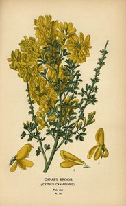 Miotła kanaryjska, Genista canariensis.