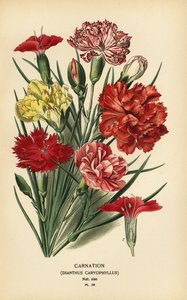 Goździk, Dianthus caryophyllus. autorstwa Désiré Georges Jean Marie Bois